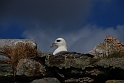 Fulmar